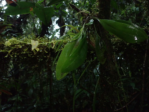 Stelis superbiens, photograph 4