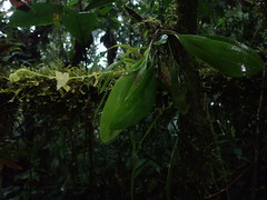 Stelis superbiens