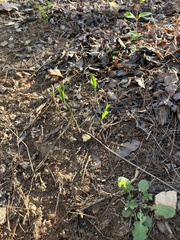 Polygonatum biflorum