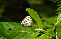 Arawacus separata