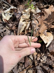 Polygonatum biflorum