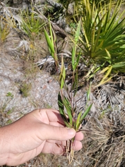 Dichanthelium webberianum