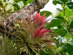 Tillandsia kegeliana