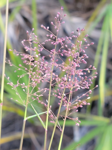 Image of Dichanthelium tenue by (c) Jay Horn, some rights reserved (CC BY)