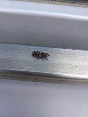 Ceroxys urticae