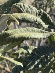 Eriodictyon trichocalyx