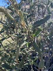 Eriodictyon trichocalyx