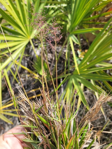 Image of White-Edged Witchgrass (Dichanthelium tenue) by (c) Jay Horn, some rights reserved (CC BY)