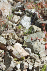 Meconella denticulata