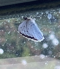 Celastrina argiolus