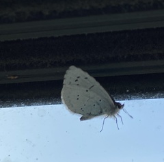 Celastrina argiolus