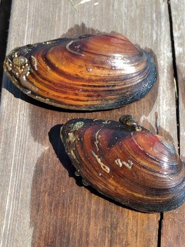 Swollen River-mussel