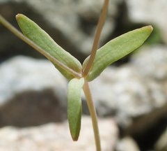 Meconella denticulata