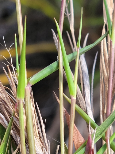 Image of White-Edged Witchgrass (Dichanthelium tenue) by (c) Jay Horn, some rights reserved (CC BY)