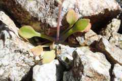 Meconella denticulata