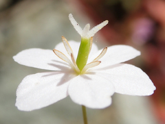 Meconella denticulata