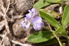 Astragalus nuttallianus trichocarpus