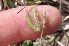 Astragalus nuttallianus trichocarpus