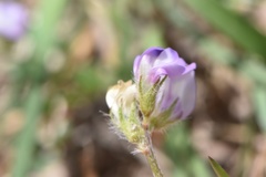 Astragalus nuttallianus trichocarpus