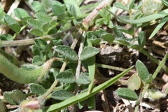 Astragalus nuttallianus trichocarpus