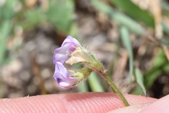 Astragalus nuttallianus trichocarpus