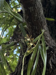 Prosthechea squalida