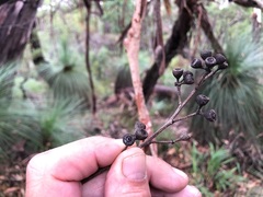 Eucalyptus interstans