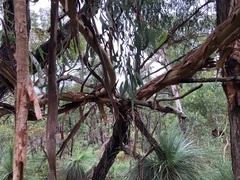 Eucalyptus interstans