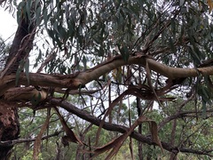 Eucalyptus interstans