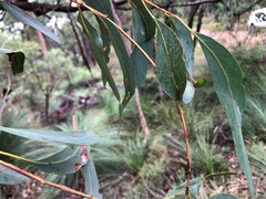 Eucalyptus interstans