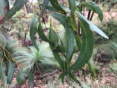 Eucalyptus interstans