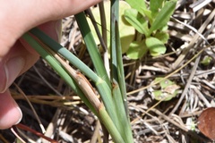 Paspalum monostachyum