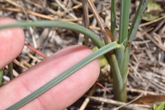Paspalum monostachyum