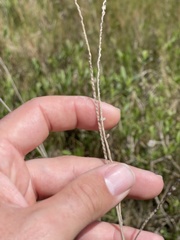 Paspalum monostachyum