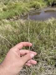 Paspalum monostachyum