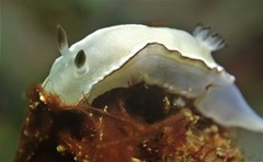 Glossodoris angasi