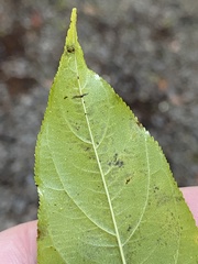 Rhamnus lanceolata