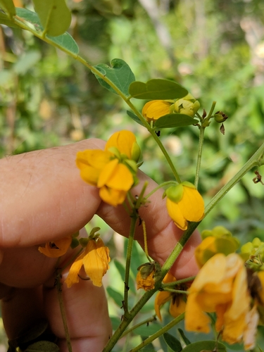Image of Senna gaudichaudii by (c) Tony van Kampen, some rights reserved (CC BY)