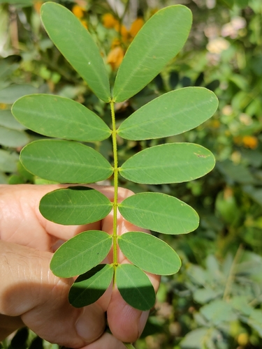 Image of Senna gaudichaudii by (c) Tony van Kampen, some rights reserved (CC BY)