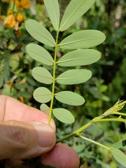 Senna gaudichaudii