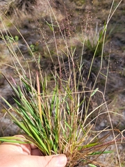 Dichanthelium glabrifolium
