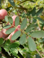 Senna gaudichaudii