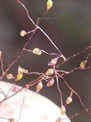 Dichanthelium glabrifolium