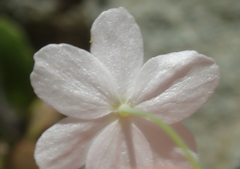 Meconella denticulata