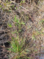 Dichanthelium glabrifolium