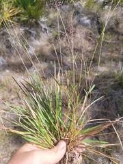 Dichanthelium glabrifolium