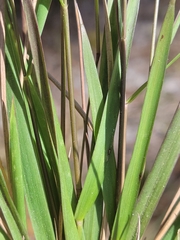 Dichanthelium glabrifolium