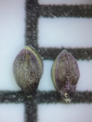 Dichanthelium glabrifolium