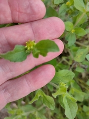 Acanthospermum hispidum