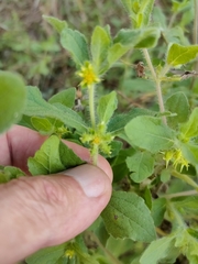 Acanthospermum hispidum